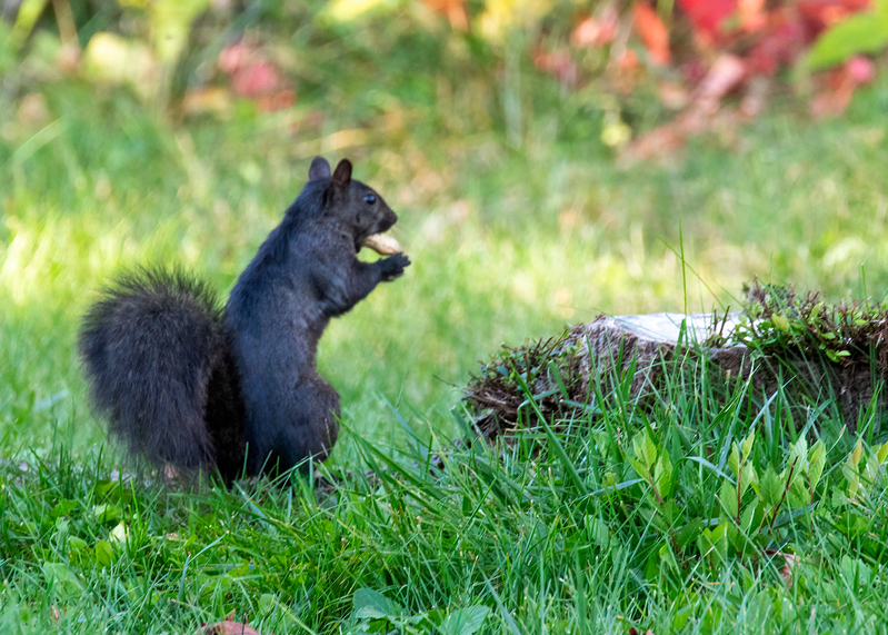 black squirrel_0561.jpg