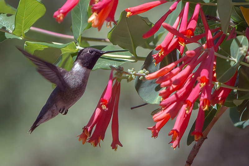 black-chinned-hummingbird_2941-64.jpg