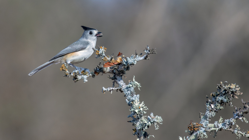 black-crested-Titmouse_4521-169.jpg
