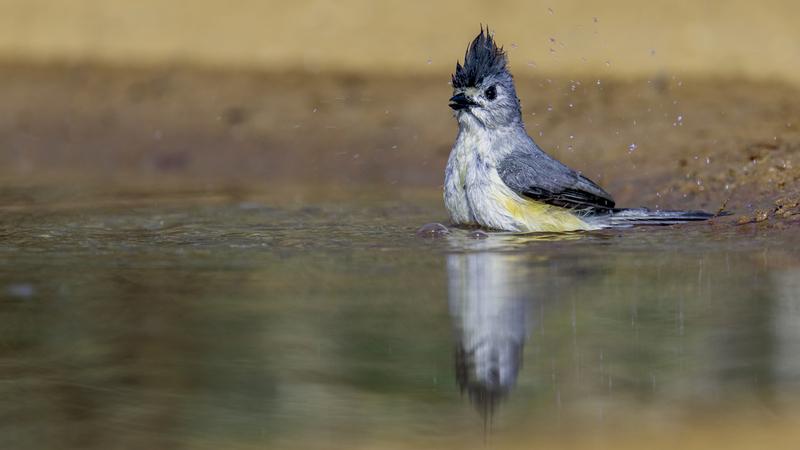 black-crested-titmouse_4013-169.jpg