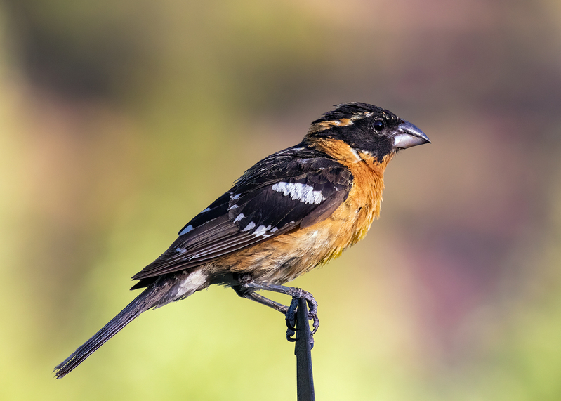 black-headed-grosbeak_0062-75.jpg