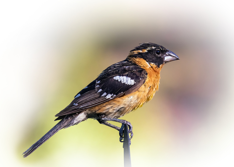 black-headed-grosbeak_0062v-75.jpg
