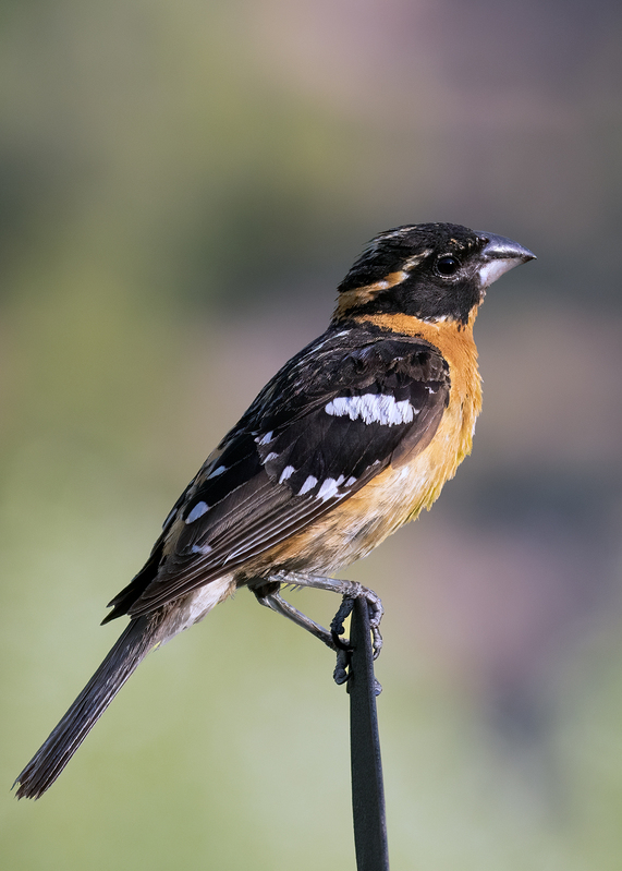 black-headed-grosbeak_0064-57.jpg
