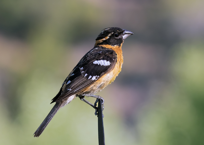 black-headed-grosbeak_0064-75.jpg
