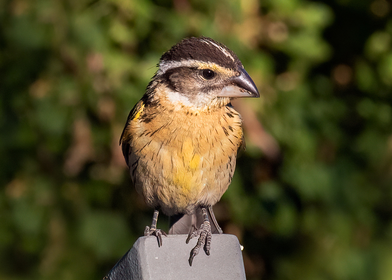 black-headed-grosbeak_0066-75.jpg