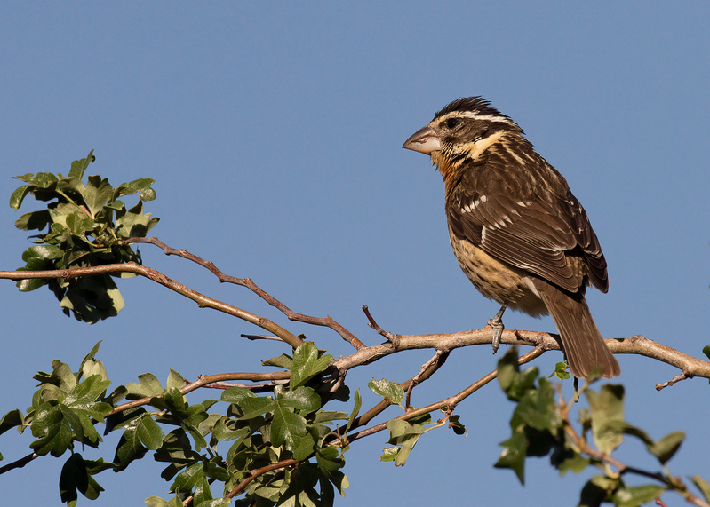black-headed-grosbeak_0118-75.jpg