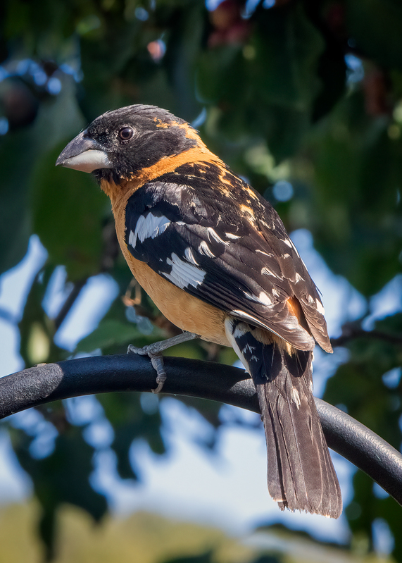 black-headed-grosbeak_0222-57.jpg