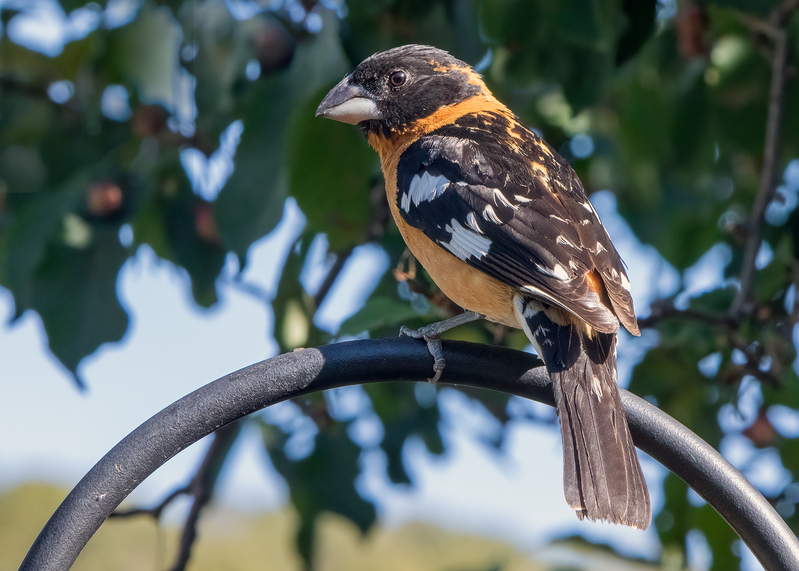 black-headed-grosbeak_0222-75.jpg