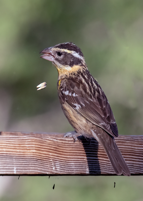 black-headed-grosbeak_9536-57.jpg