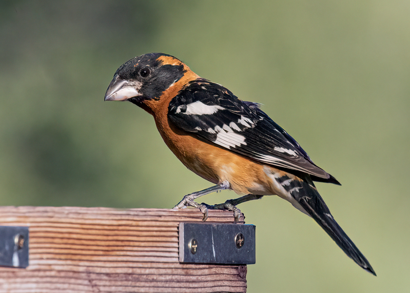 black-headed-grosbeak_9557-75.jpg