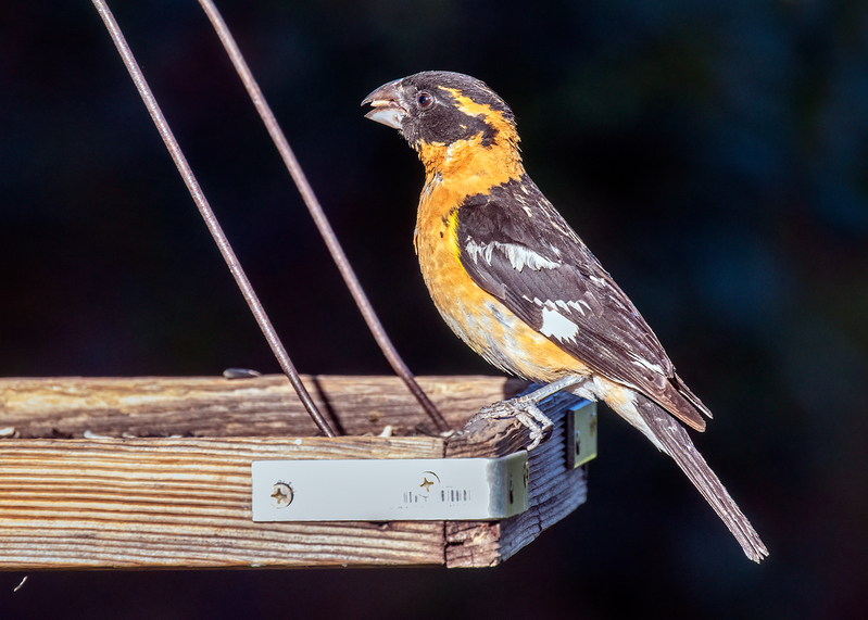 black-headed-grosbeak_9562-75.jpg