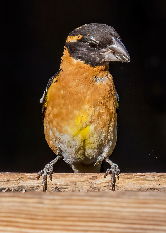 black-headed-grosbeak_9575-57.jpg