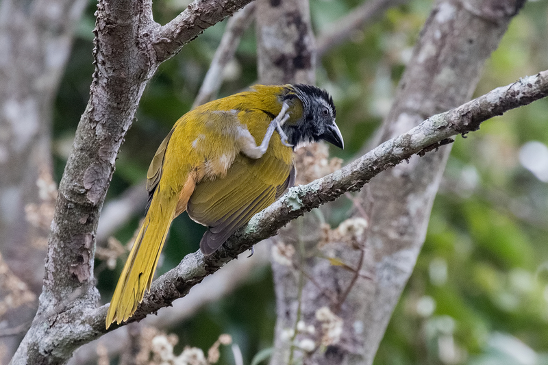 black-headed-saltator_7187-64.jpg