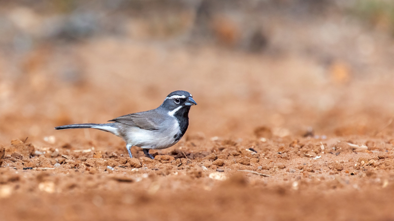 black-throated-sparrow_5907-169.jpg