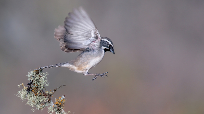 black-throated-sparrow_6078-169.jpg