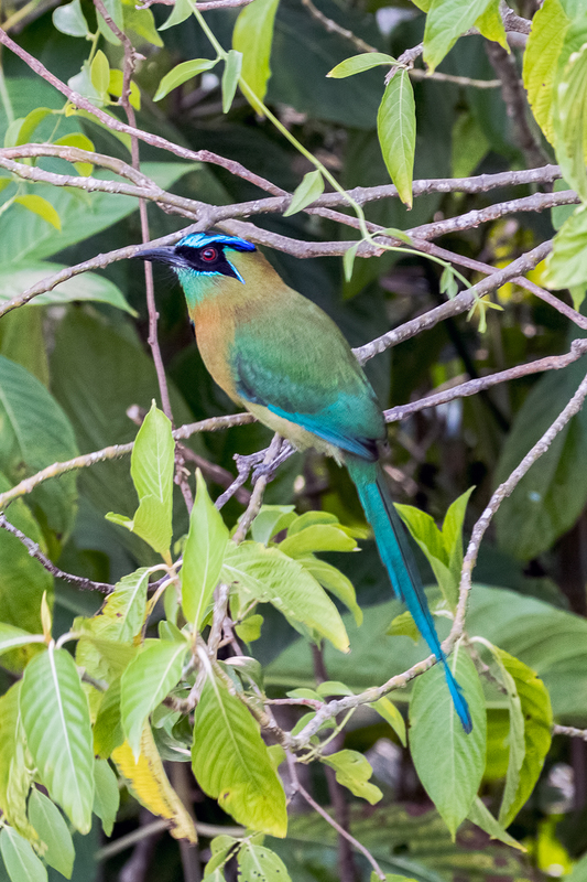 blue-crowned-mot-mot_6591-46.jpg