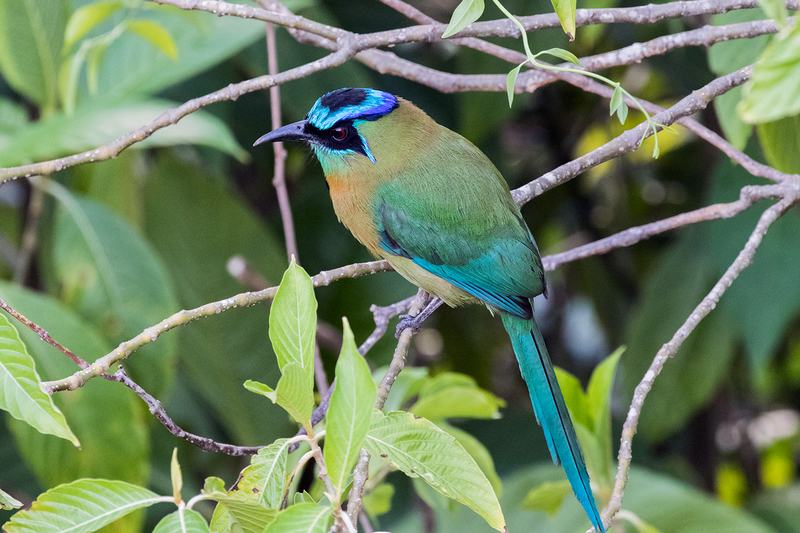 blue-crowned-mot-mot_6593-64.jpg