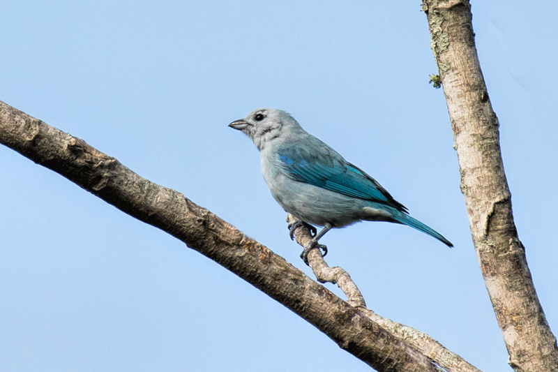 blue-gray-tanager_6946a-64.jpg