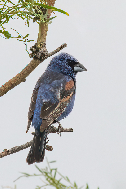 blue-grosbeak_3139-46(1).jpg