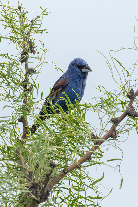 blue-grosbeak_3154-46(1).jpg