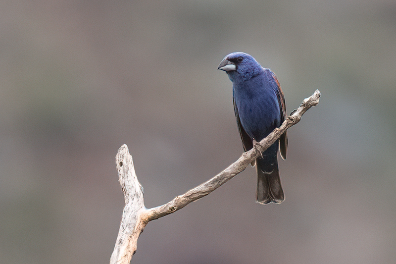blue-grosbeak_3251-64tif(1).jpg
