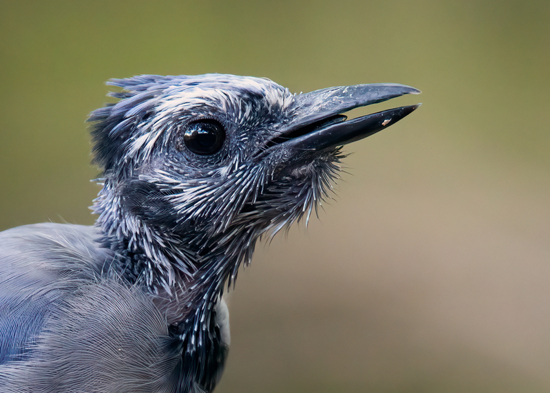 blue-jay-molt_0538cu-75.jpg