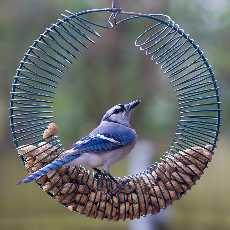 blue-jay_1915-77.jpg
