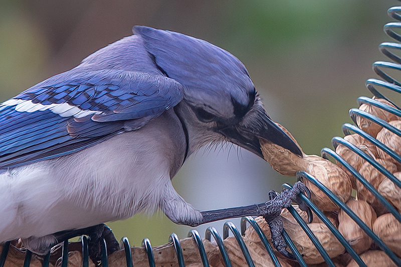 blue-jay_1917-64(1).jpg