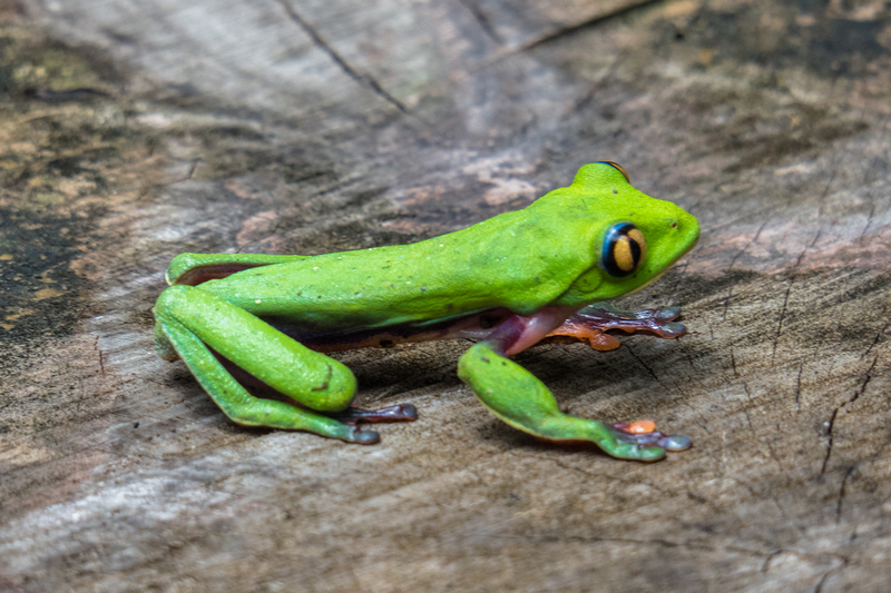 blue-sided-tree-frog_6042-64.jpg