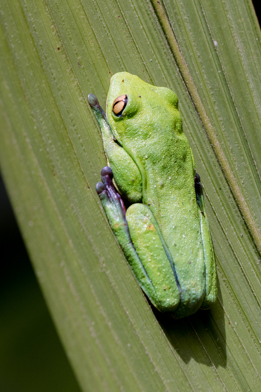 blue-sided-tree-frog_7153-46.jpg