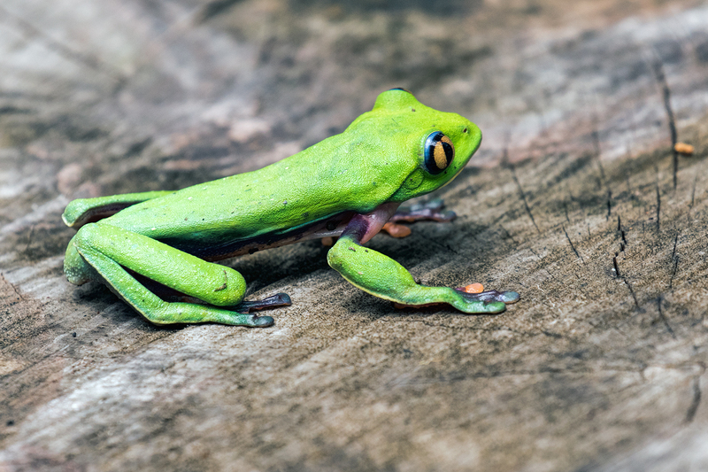 blue-sided-tree-frog_7154-64.jpg