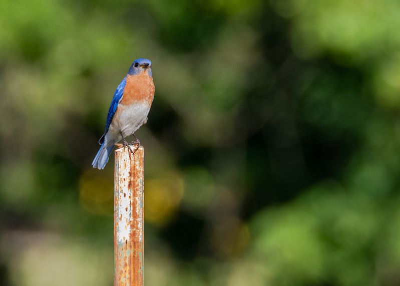 bluebird-post_6412-57.jpg