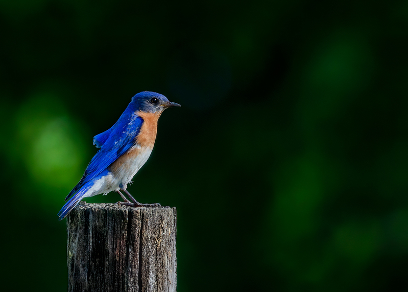 bluebird-post_6417-75.jpg