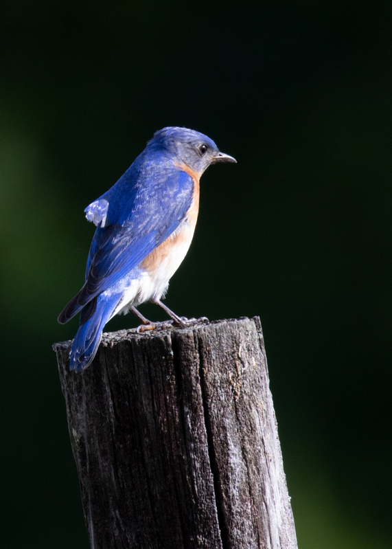 bluebird-post_6418-57.jpg