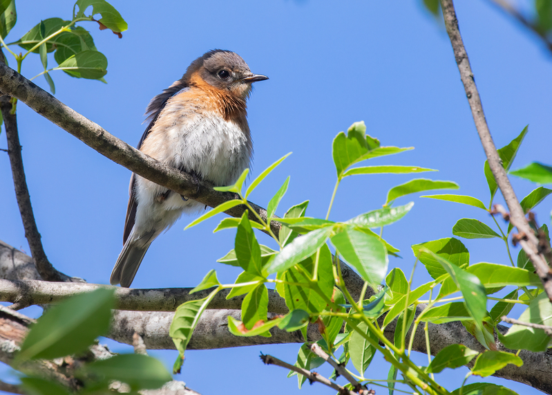 bluebird_6522-75(1).jpg