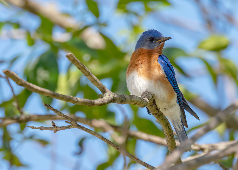 bluebird_6555-75.jpg