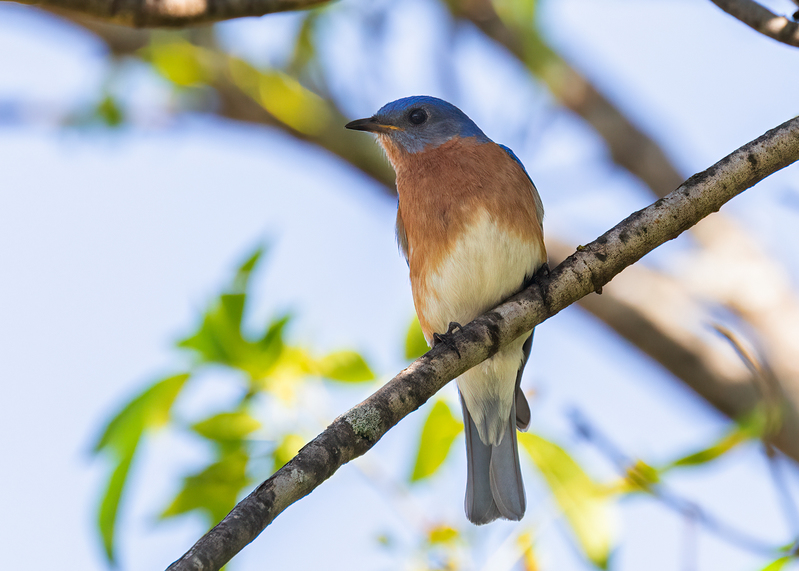 bluebird_6559-75.jpg
