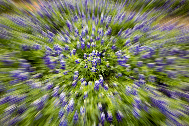 bluebonnet-spin_4807-64.jpg