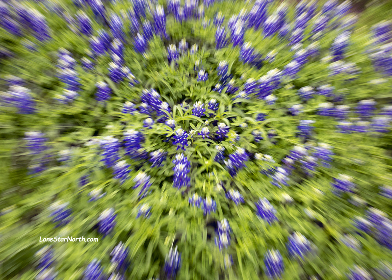 bluebonnet-spin_4814-75wm.jpg