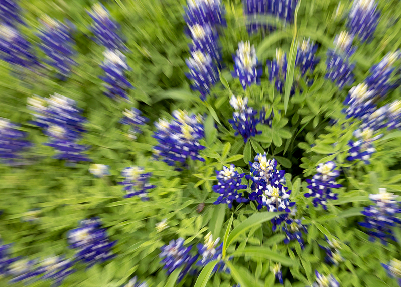 bluebonnet-spin_4829-75(1).jpg