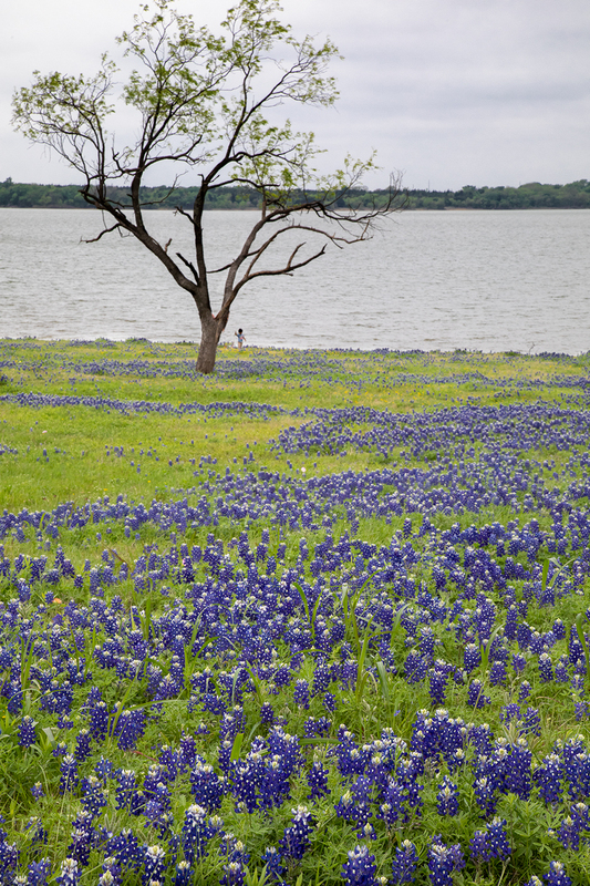 bluebonnet-tree-kid_4863-46.jpg