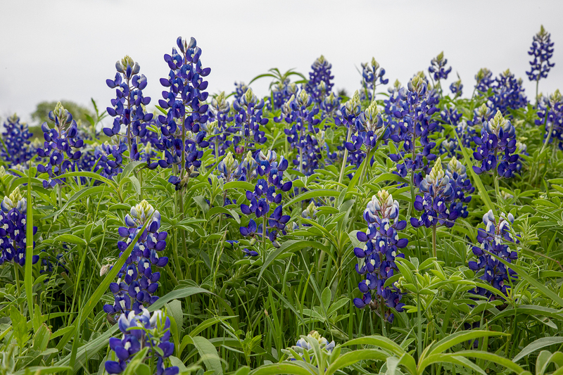 bluebonnet_4780-64(1).jpg