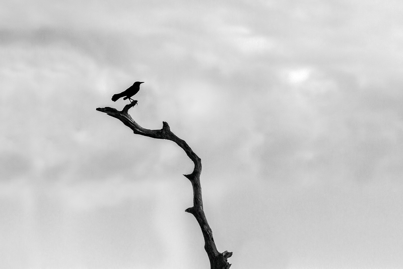 boat-tailed-grackle-bw_3684-64(1).jpg