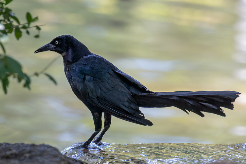 boat-tailed-grackle_3566-64.jpg