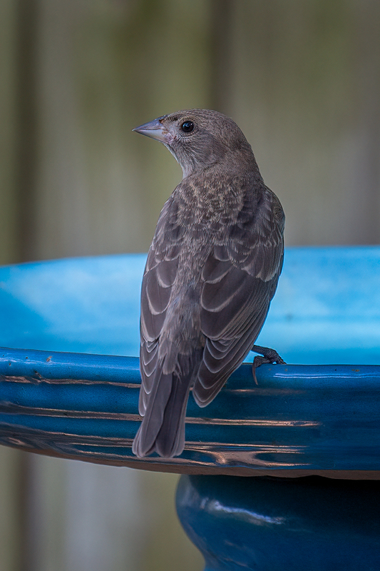 brown-headed-cowbird _3762-46.jpg