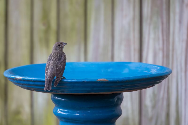 brown-headed-cowbird _3765-64.jpg