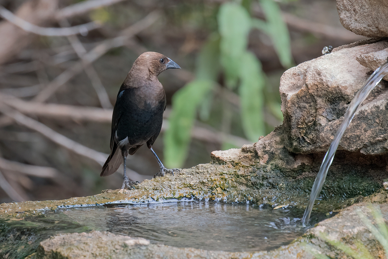 brown-headed-cowbird_3286-64.jpg