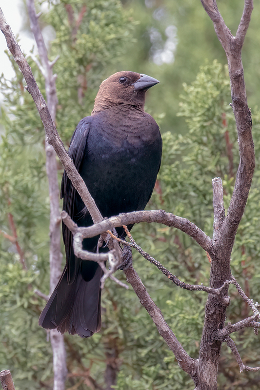 brown-headed-cowbird_3377-46.jpg