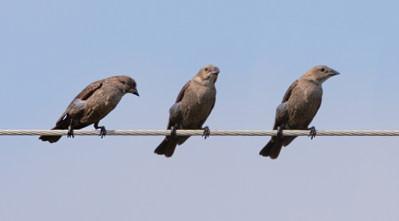 brown-headed-cowbird_6714-95.jpg
