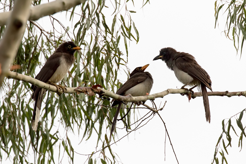 brown-jays_6866-64(1).jpg